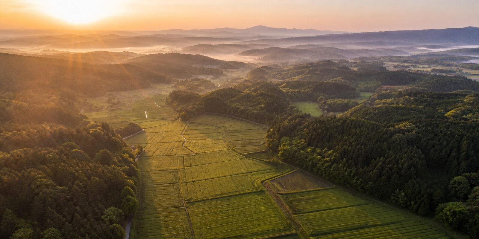 朝靄のかかる果樹園の風景