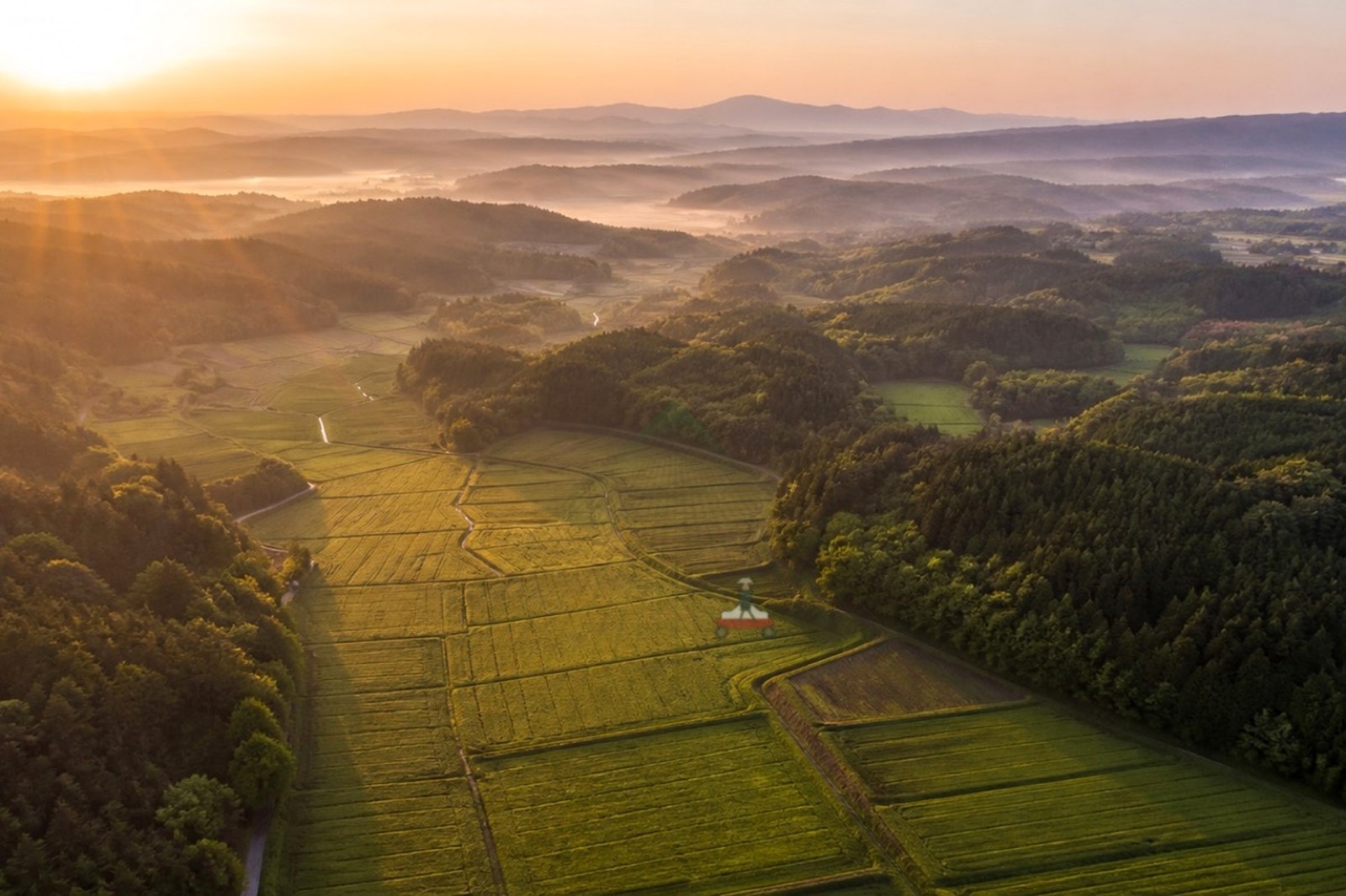 急斜面の山林で立木を見上げる作業風景