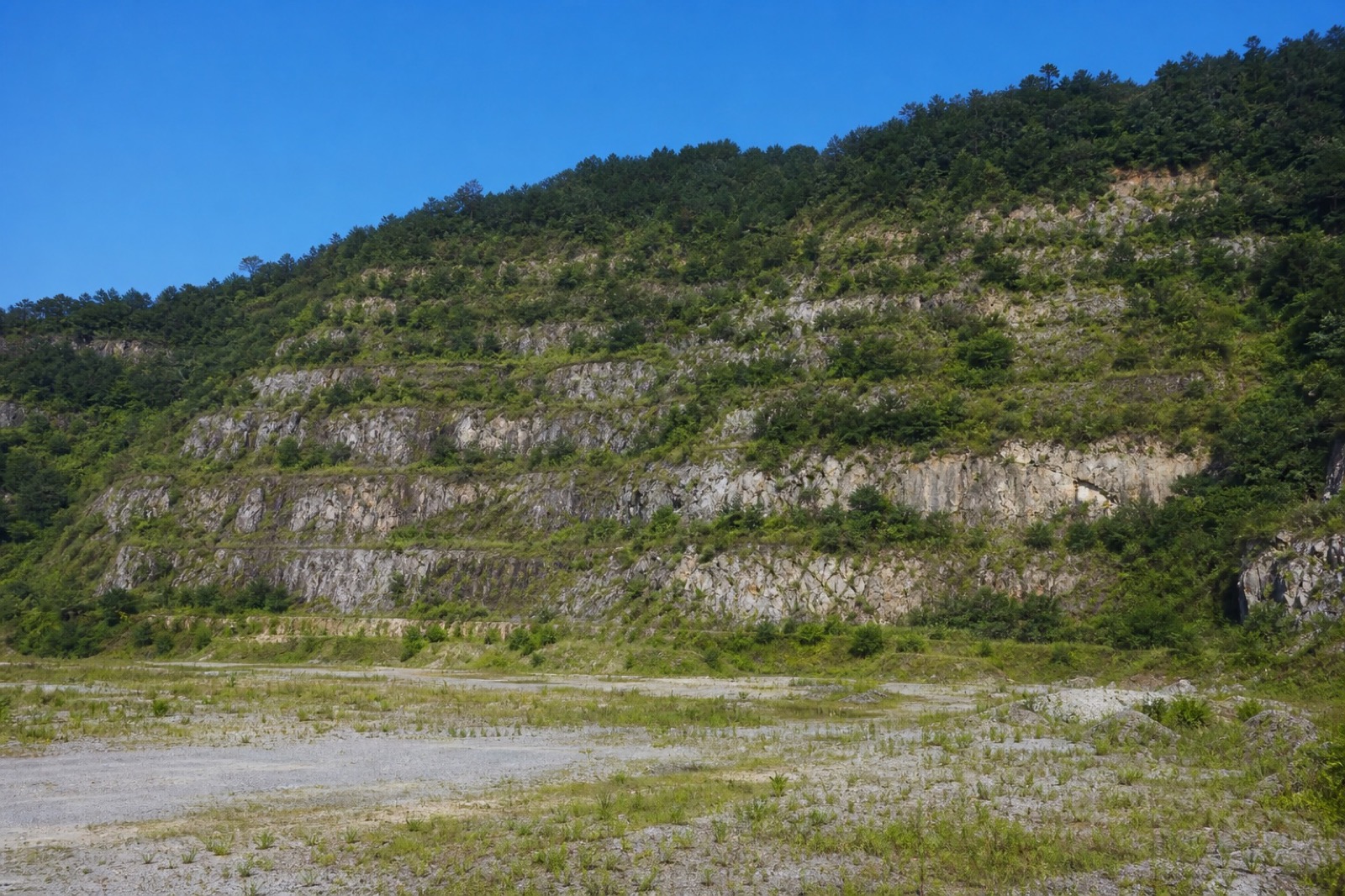 採掘跡地の緑化再生された山林