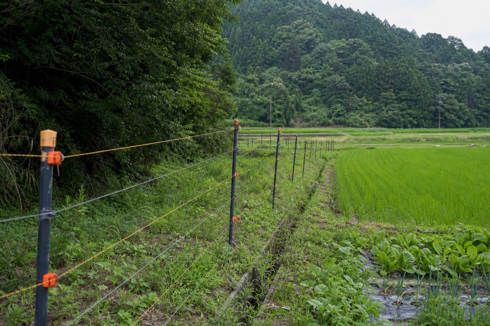 農地に設置された獣害防護柵